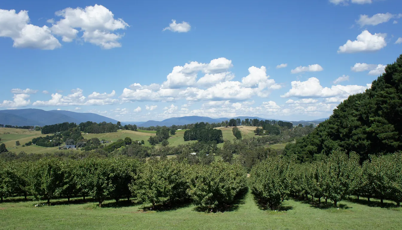 Vineyard dining terrace in the Yarra Valley
